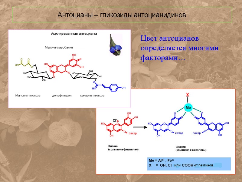 Антоцианы – гликозиды антоцианидинов  Цвет антоцианов определяется многими факторами…